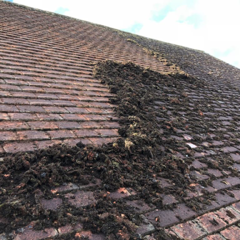 Roof Moss Removal Worthing